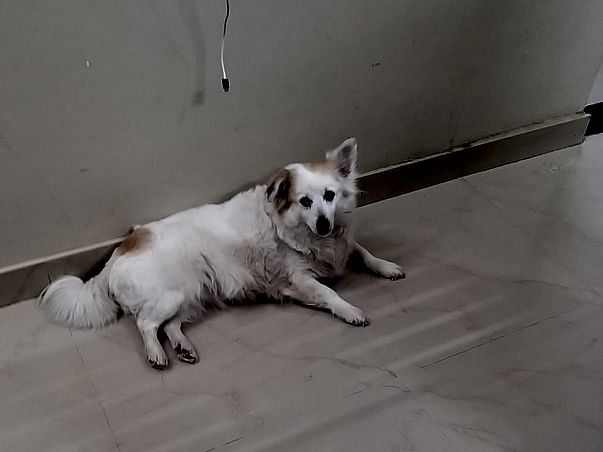 Help Angel fight Mammary tumor
