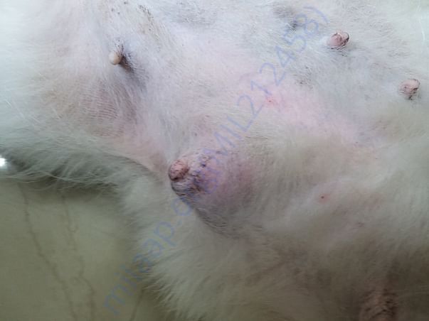 Here's the picture of her cancerous lump.