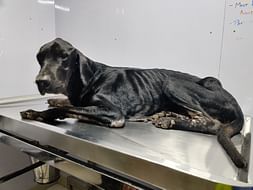 JACKY NEEDS YOUR HELP!