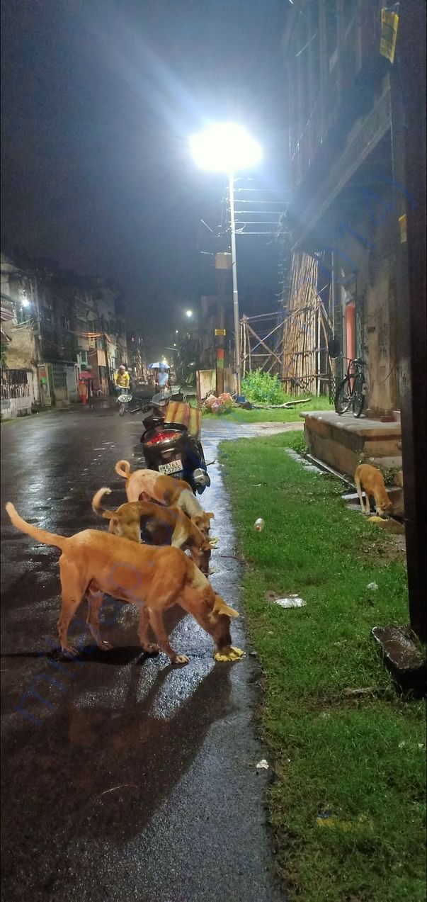 Feeding the dogs