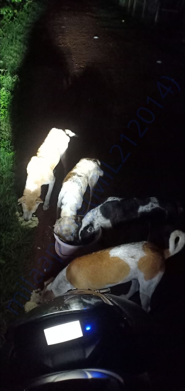 Feeding the dogs