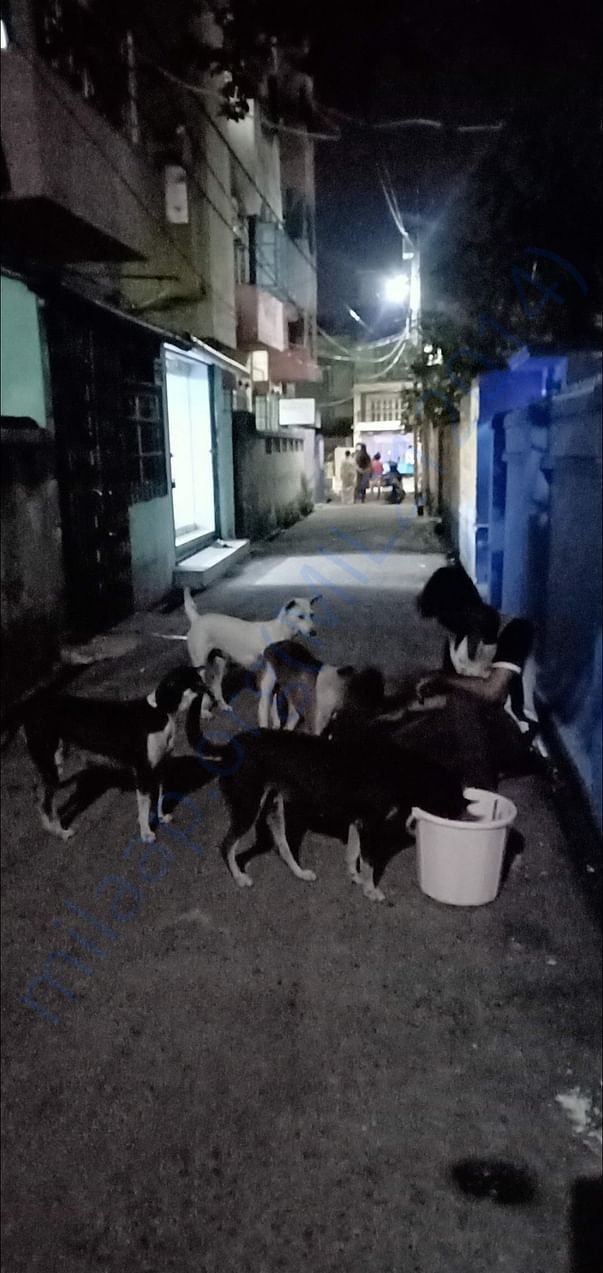Feeding the dogs 365 day's