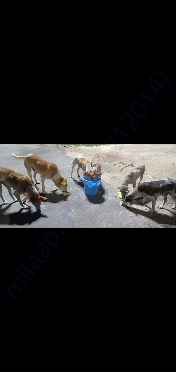 feed the stray kids . HELP US TO MAKE THE DIFFERENCE
