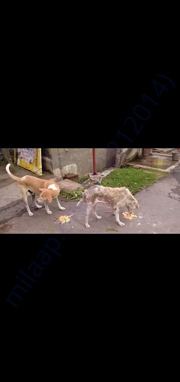 Feeding the dogs