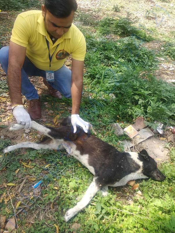 Our field vet assistant Dilip working hard for our street helpline