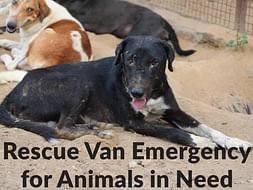 Rescue van emergency for animals in need