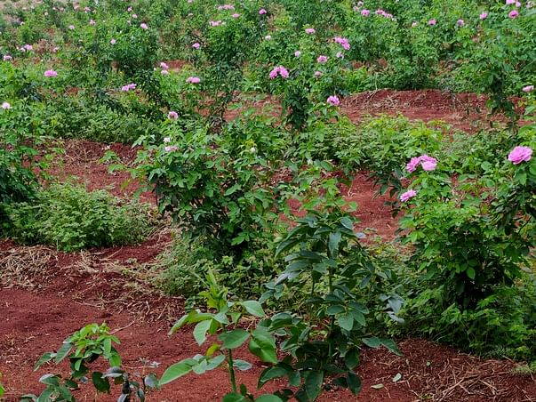 Help Farmers