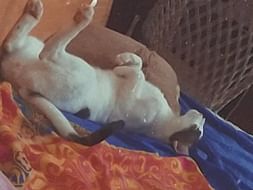 Help me treat and help stray dogs and cats