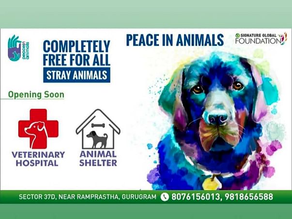 One Meal A Day To 120+ Dogs :
Help Us To Feed More Stray Dogs