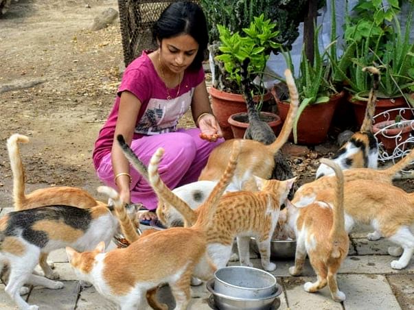 Help Arlene to look after stray animals during this Covid-19 pandemic
