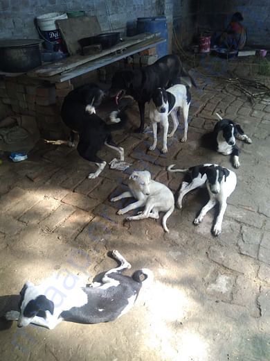 Stray dogs at our shelter