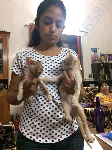 Kittens rescued in a very bad condition