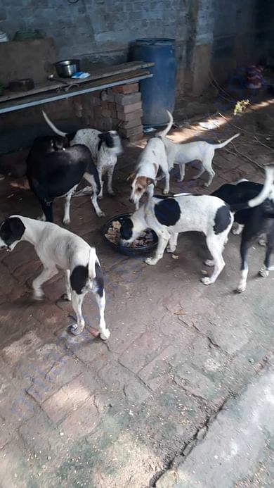 In winters, we need to arrange for their beds.