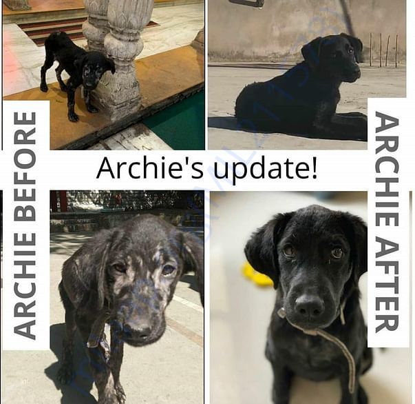 Archie was rescued when she had severe mange, dehydration and dog bite