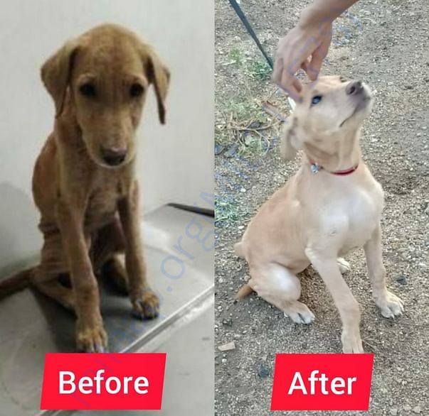 Arya was found malnourished and affected with severe mange