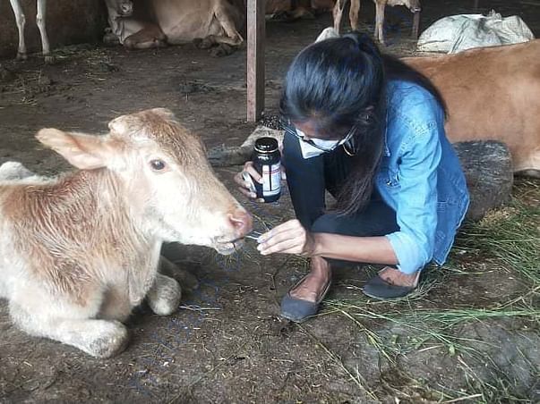 Krishna our first bovine rescue under treatment for anemia and weakne