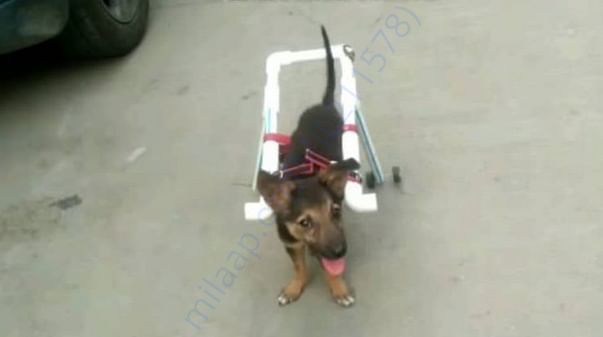 Little oreo having spine injury, yet playful and recovering.