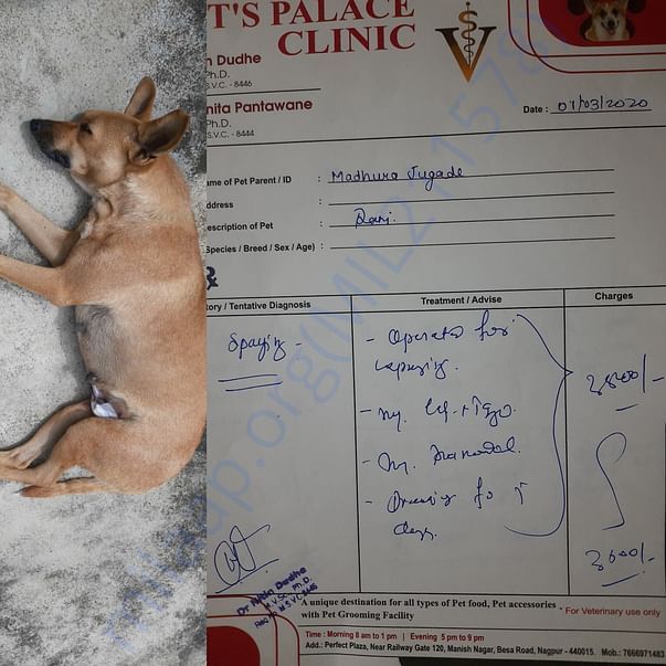 Bhuri's spaying bill