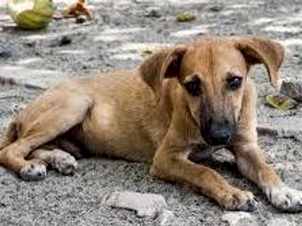 Help the stray dogs for feeding and vaccinating