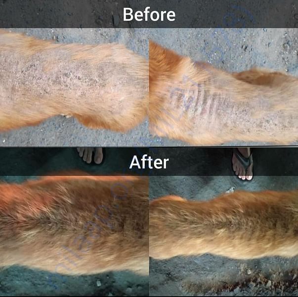 Bella's recovery status