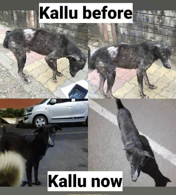 Kallu on recovery