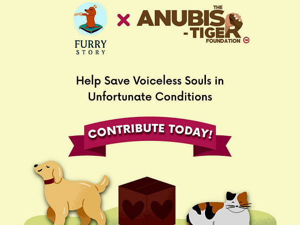 Donate for The Anubis-Tiger Foundation's New Foster care facility