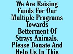 Help us to feed the strays