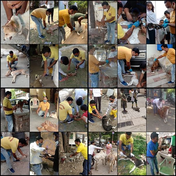 Our dedicated Animal welfare helpline