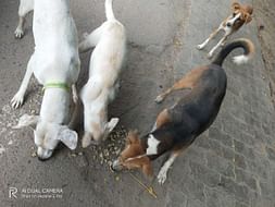 Spay and Nueter - Help Indies! Help Innocent Voiceless Beings!
