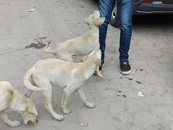 Support us to Save The Stray Dogs!