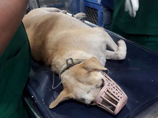 Support helpless pregnant Rani and her unborn puppies