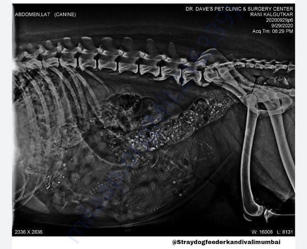 Xray Report