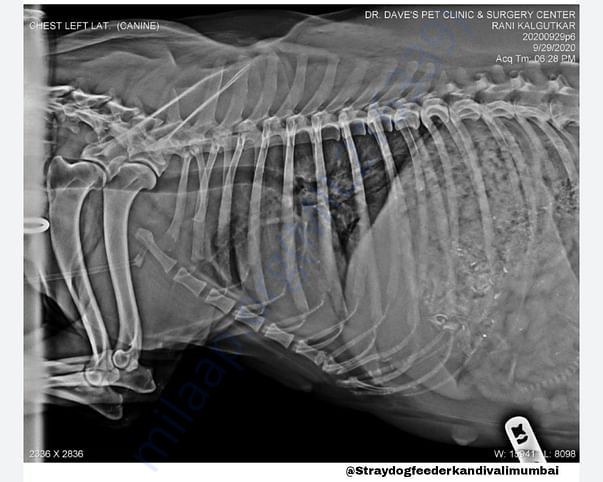 Xray Report