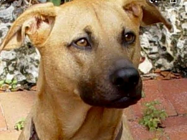 Help Bruno Go Home.