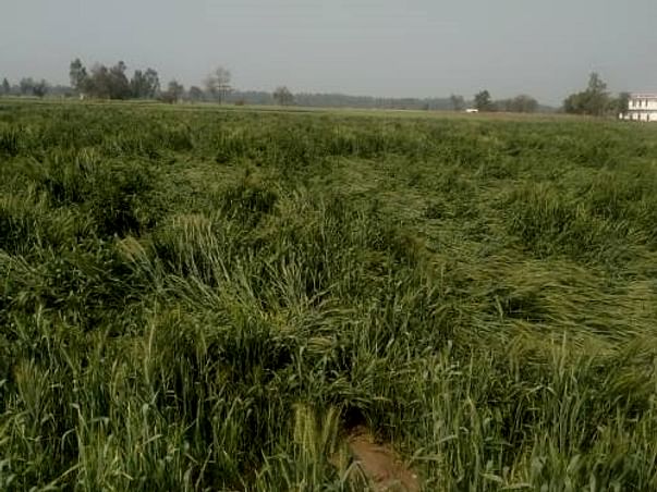 Please Help To Recover From Crops Fallen In Field.