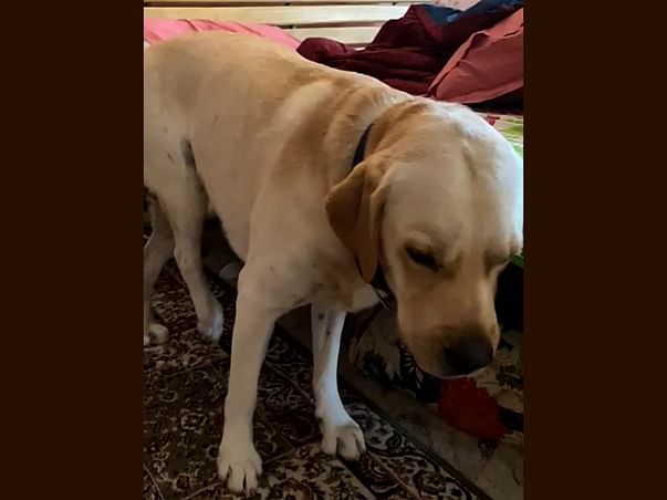 Help Pablo with his surgery