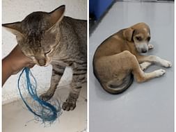 Help to save Kalu from cruelty and help to save little pup's leg