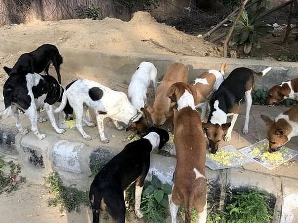 Help Us To Feed Street Dogs