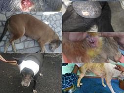 Medical Treatment , Sterilization and Boarding For Stray Animals