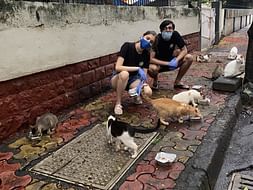 FEED STRAY DOGS & CATS