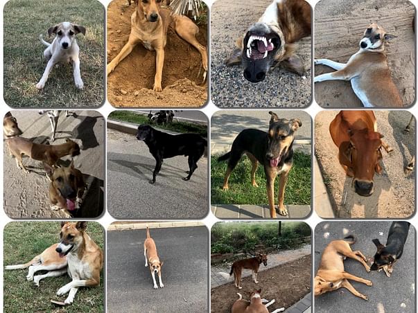 Stray Survival Network
