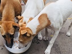 Help Us Feed Stray Dog's