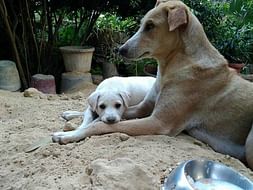 Help Rajputana Sanctuary Take Care of Street Animals
