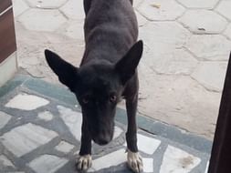 Help Us Provide Food For Destitute Hungry Dogs