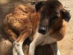 (Take action save humanity )
Save the dogs and puppies and help them.