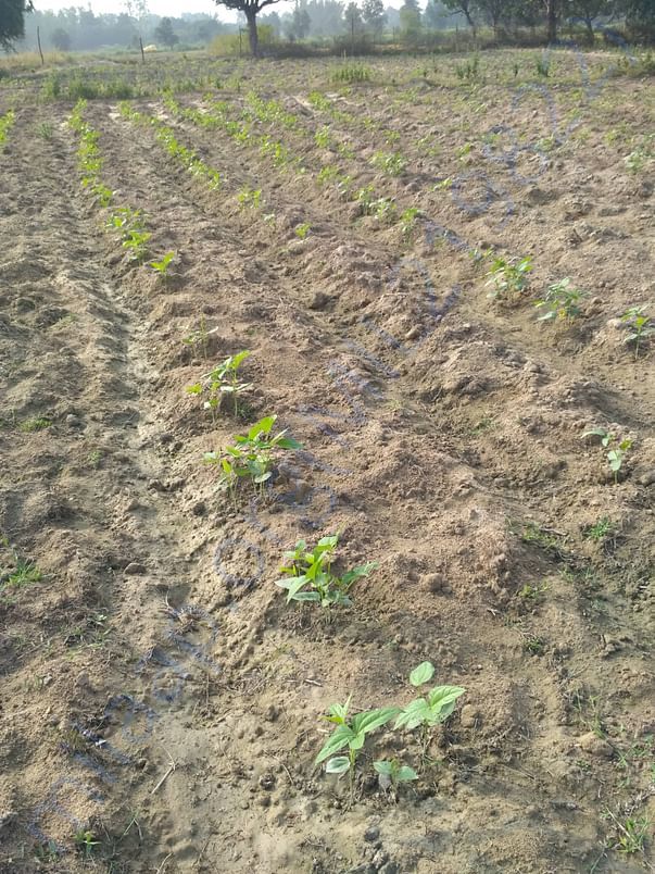 I am doing farming with my farmer friends. I need to borrow for my ent