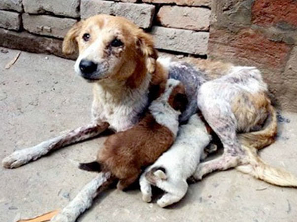 Lets feed street dogs and animals