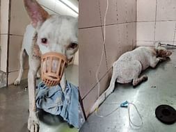 Help me clear Safedi's treatment bills