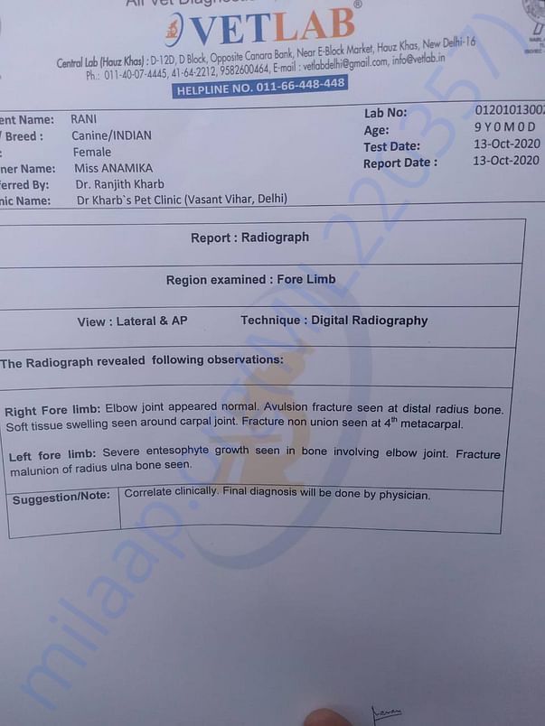 x-ray Report Of Rani
