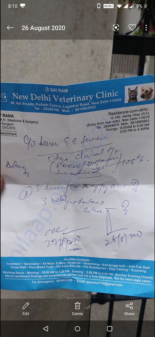 Prescription and treatment of maggot wound under the tail of a puppy